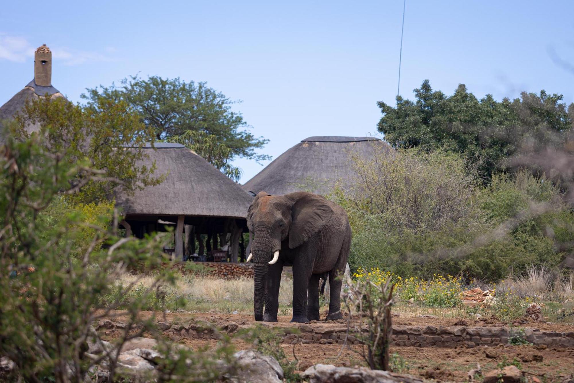 Rhulani Safari Lodge Защитен резерват „Мадикве“ Екстериор снимка