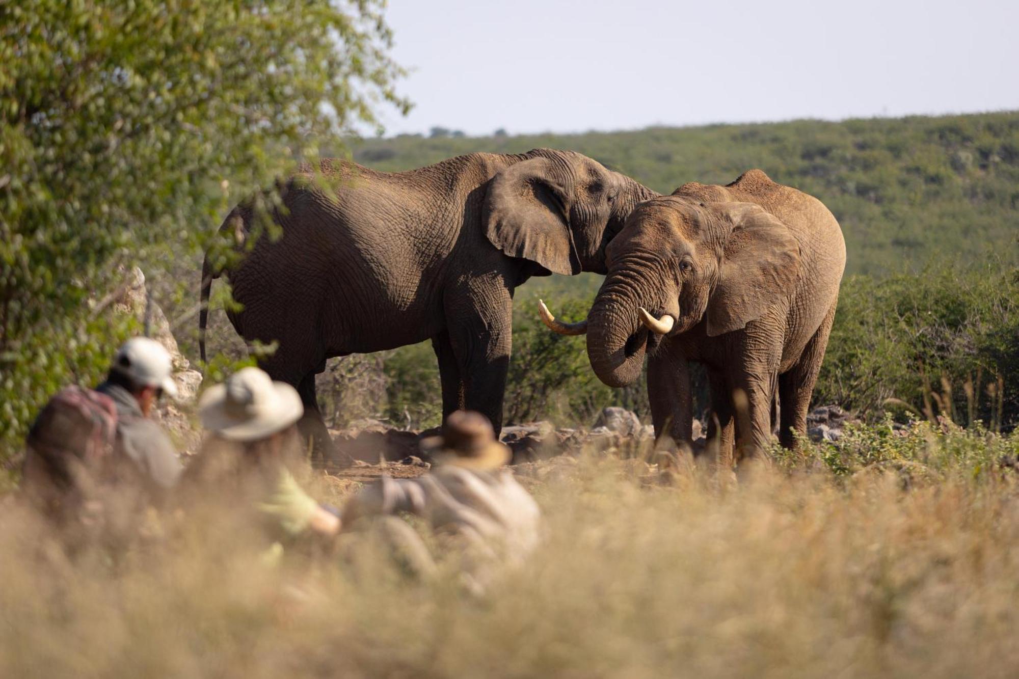 Rhulani Safari Lodge Защитен резерват „Мадикве“ Екстериор снимка